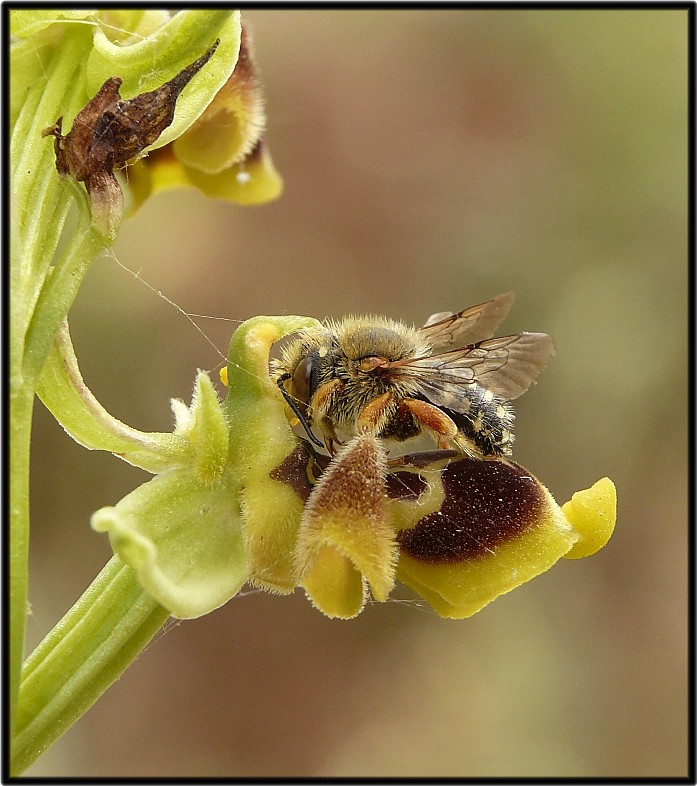 Insetto impollinatore Ophrys conradiae: Anthidium punctatum